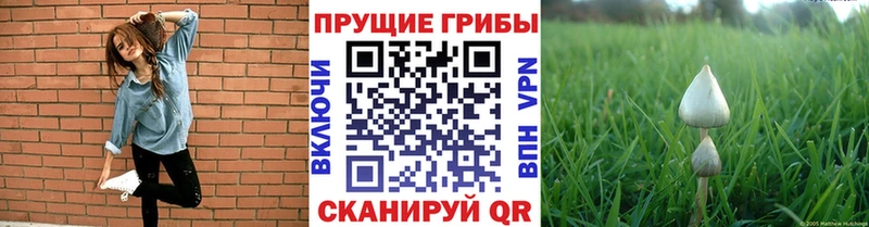 Купить  Отрадный  Псилоцибиновые грибы мухоморы 